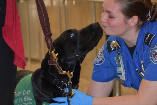 Puppy training cropped